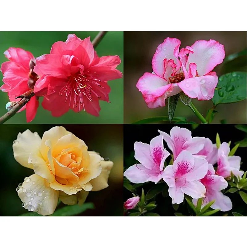 

Алмазов картина 5D DIY Цветы Вышивка крестом Наборы круглые стразы, вышивка, мозаика, украшение для дома, подарок