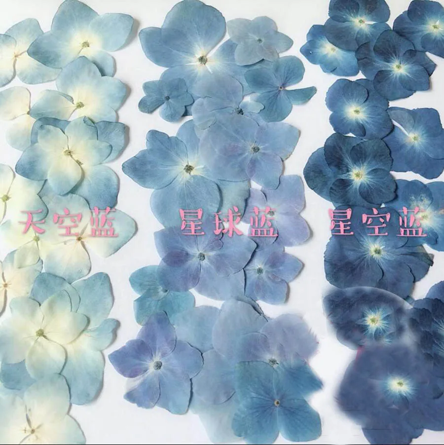 

Pressed Blue Series Hydrangea Macrophylla Dried Flower For Nail Art Jewelry Bookmark Phone Case Invitation Make Up Card DIY