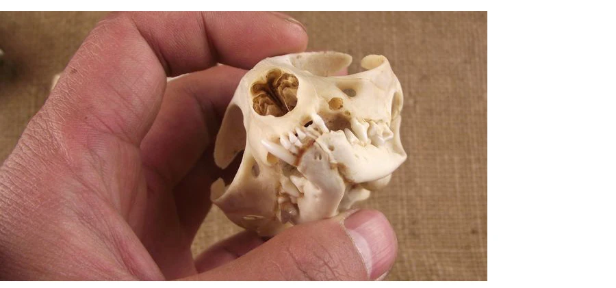 Aqumotic Cat Bones декор 1 шт. животное кошка череп настоящая кость здоровье зубы стоматологические естественные высушенные хороший декорация дом с привидениями