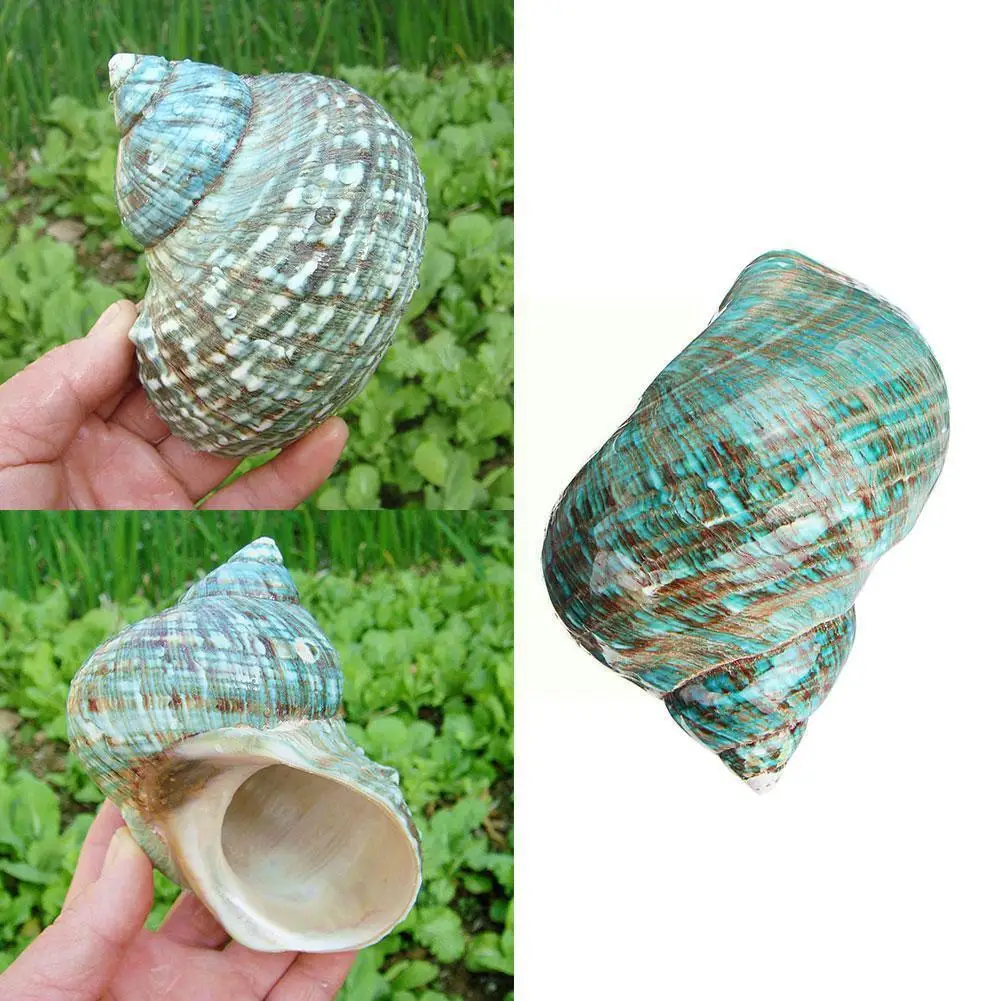

9-12cm Natural Conch Polished Green Rong Snail Aquarium Landscape Ornaments Garden Decoration Home Fish G8b8