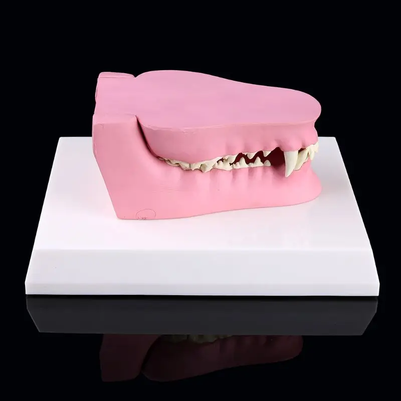 Модель анатомии зуба собаки Canine ветеринарный Скелет животного обучение