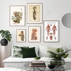 Плакат на холсте с изображением человеческого анатомии и мышц, M216