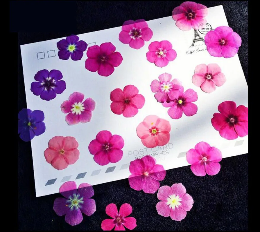 

60pcs Pressed Dried Mixed Phlox Drummondii Flower Plant Herbarium For Jewelry Postcard Bookmark Phone Case Invitation Card DIY