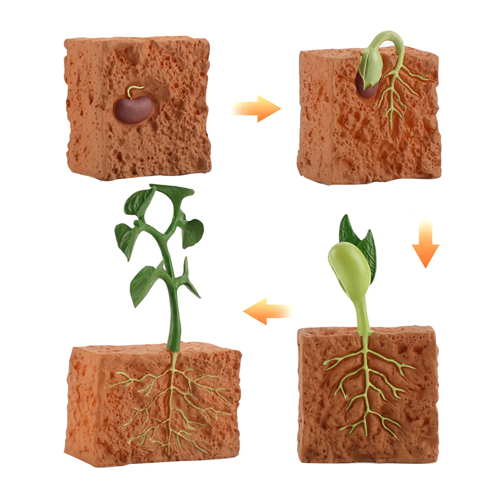 

School Kids Educational Toys Plant Growth Cycle Model Decoration Action Figures Children Science Green Bean Simulation Life
