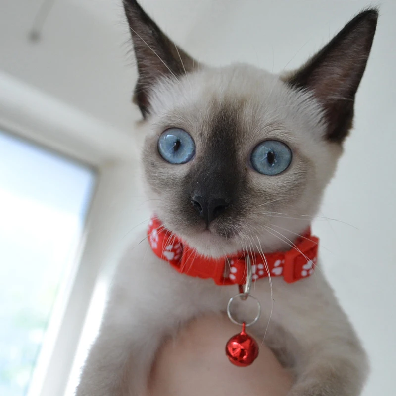 

New patch bell collar color buckle footprint collar synthetic pet collar captive pet supplies wholesale J7A7153