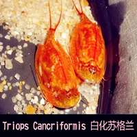 triops cancriformis aquarium pet triops