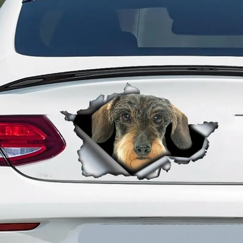 

Wire Haired Dachshund car decal, Wire Haired Dachshund magnet, Dachshund sticker, car decoration