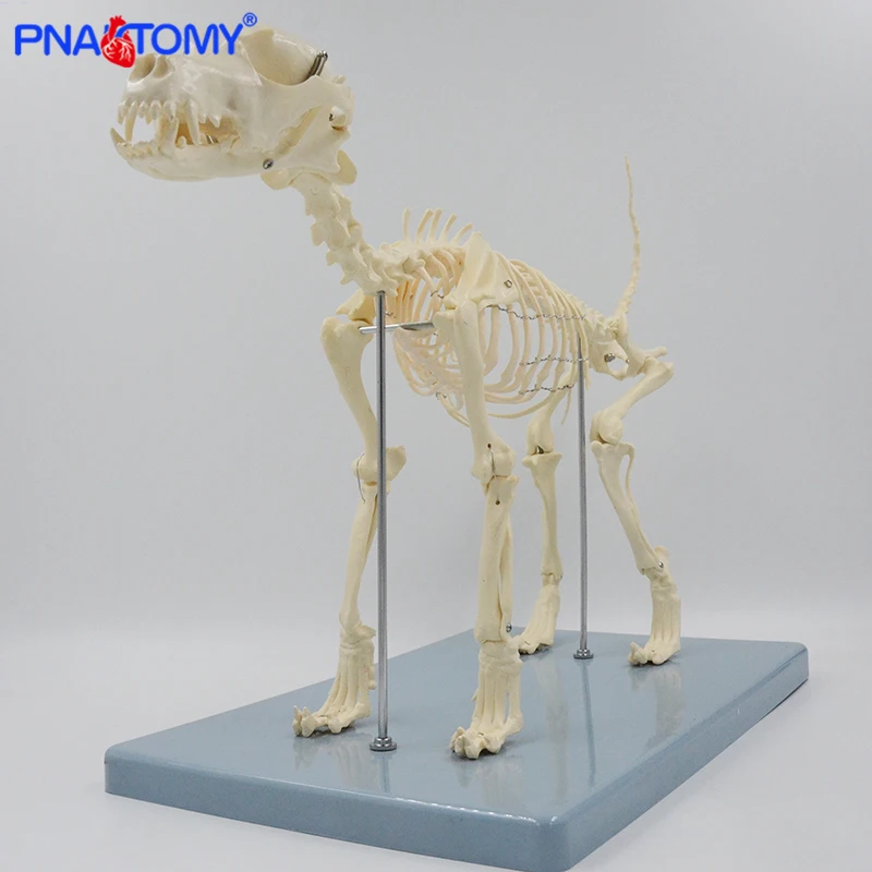 

Dog Skeleton Model Canine Skull Anatomical Tool Animal Anatomy Dog Skull Jaw Spine and Pelvis Bone Model Medical Teaching