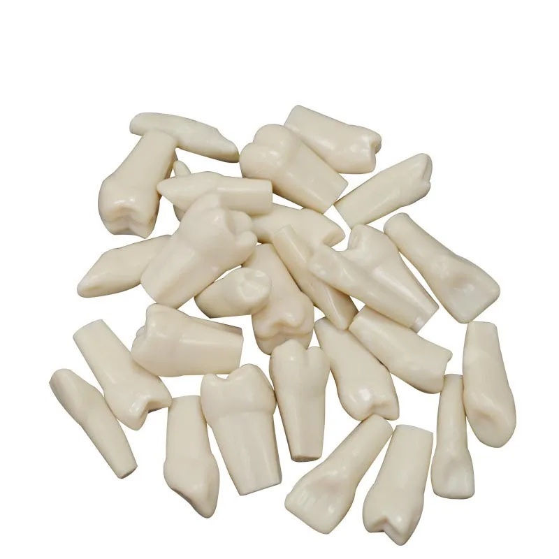 Dental Simulation Teeth Tooth Grain Teaching Model Lab Material Simulated Particle with Straight Roots | Красота и здоровье