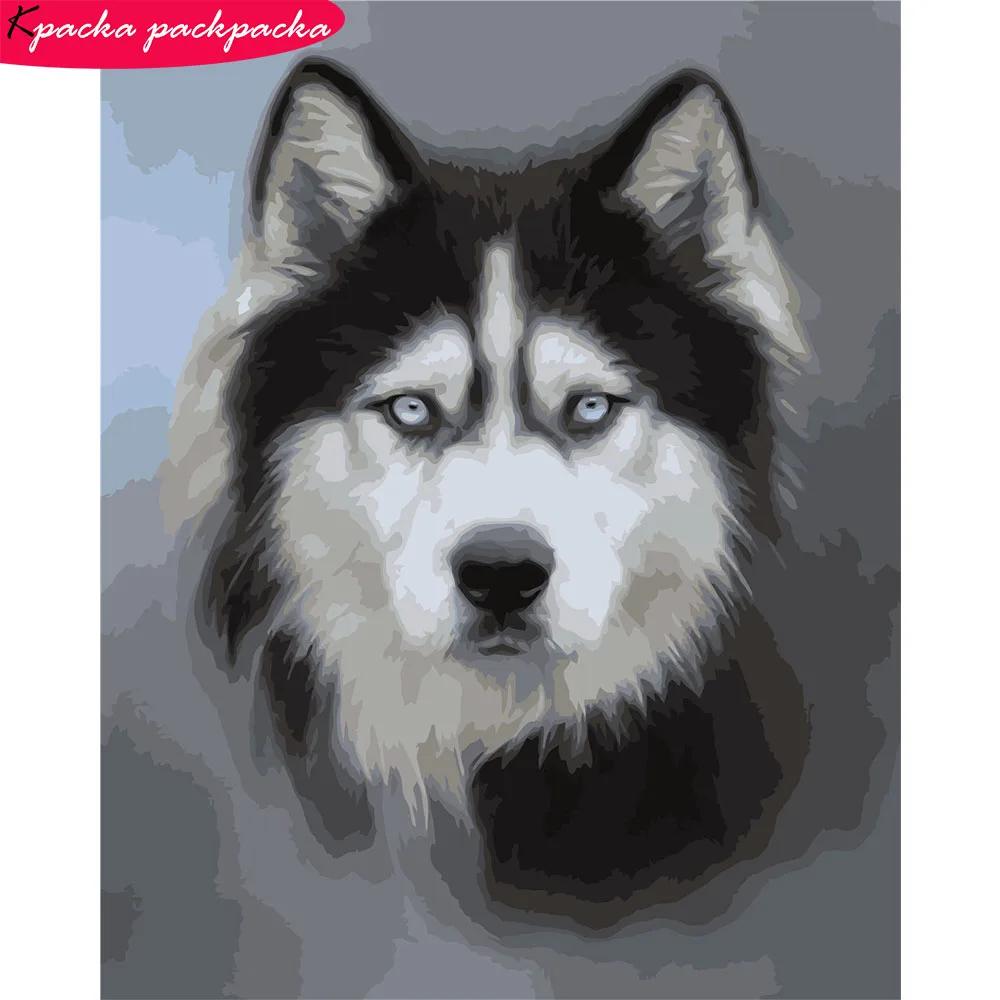 

DIY Husky Painting By Numbers Set Frameless Oil Painting 19.7x15.7in 20 Colors Acrylic Paint Diff:3 Stars VA-0013