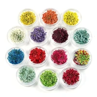 100pcs pressed dried ammi majus flower dry plants for nail art epoxy resin pendant necklace jewelry making craft diy accessories