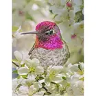 Алмазная вышивка сделай сам с колибри и цветком 5D, алмазная живопись, вышивка крестиком, птица, квадратная стразы, мозаика, украшение для дома
