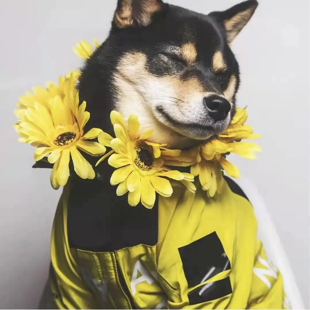 

Собака на открытом воздухе нападение пальто собака уход за кожей лица Pet плащ для собак, домашних животных собак Водонепроницаемый куртка д...
