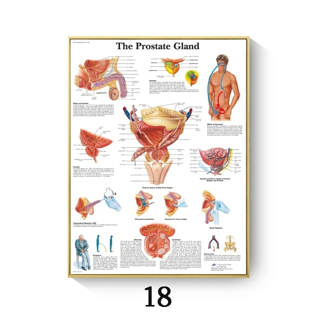 

Human Anatomy Muscles System Art Poster Print Body Map Canvas Wall Pictures For Science Medicine Bedroom Office Decor Painting