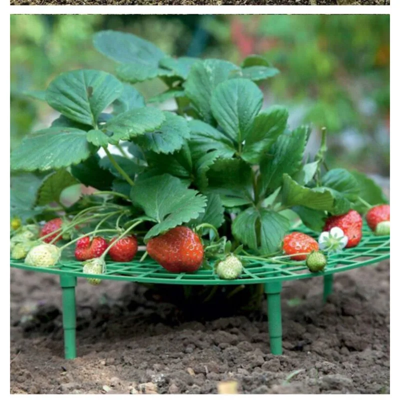 

Plant Holder Seed Tray Strawberry Trellis Strawberry Planting Climbing Vine Balcony Potted Vegetable Gardening Seedling Pots