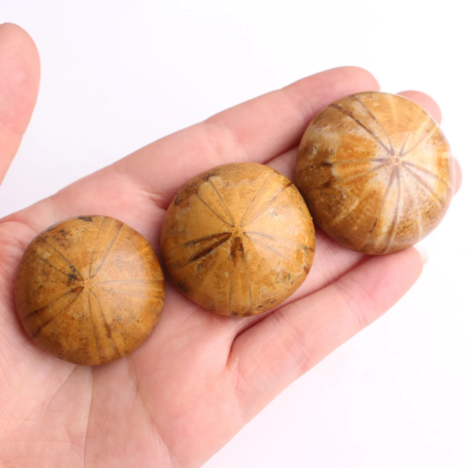 1 шт. высококачественный натуральный образец морской звезды разных размеров