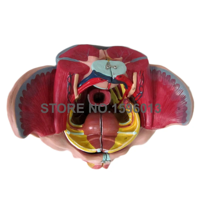 Женский таз с генитальными органы и нервами гинекологический осмотр модель