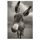 Алмазная мозаика SHAYI алмазные мозаичные животные 5D с изображением осла