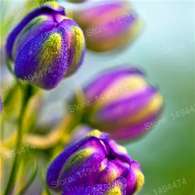 Коричневый 100pcs Tulip flores White Blue Purple mixed color Flower plantas bonsai flower plante colorful plants for home garden - Цвет: Коричневый