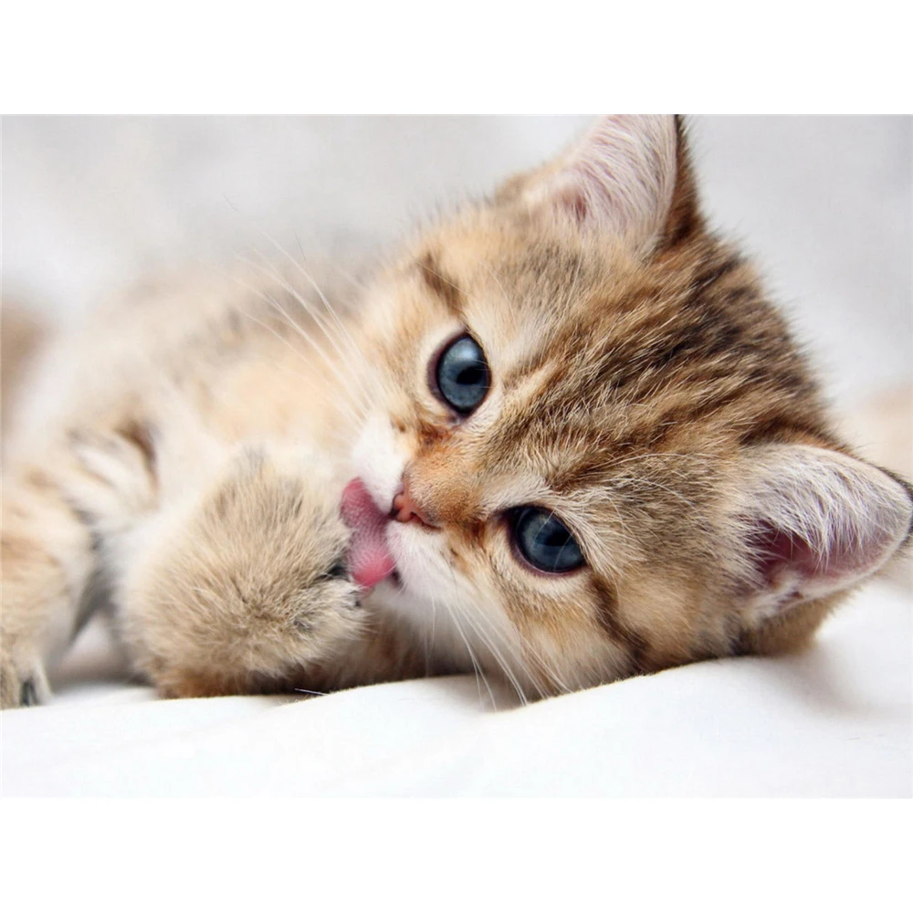 

Кошка животных DIY Алмазная Вышивка крестом 11CT Наборы Рукоделие Ремесло Набор хлопковой нитью с напечатаным холстом дома дропшиппинг