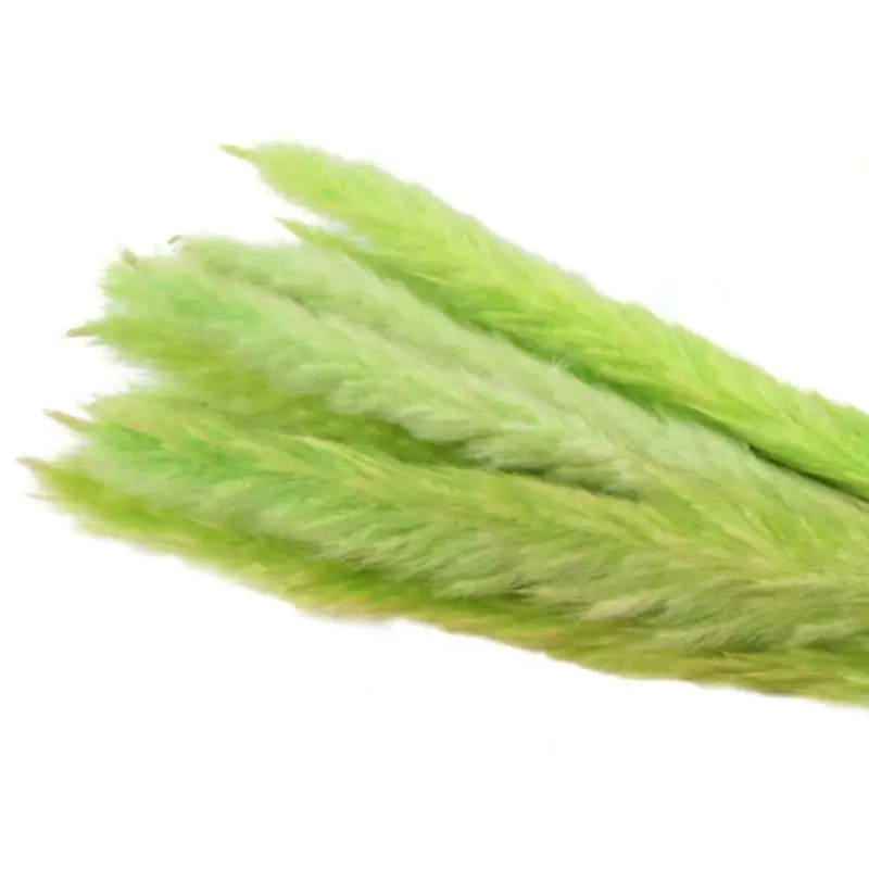 Green 15 шт., 6 цветов, домашний декор, свадебный цветок, букет, булраш, Натуральные Сушеные маленькие Пампы, трава, фрагмиты, коммунисы - Цвет: Green