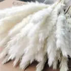 Маленькие палочки натуральные 30 шт. декоративные сушеные пампасы трава сухие цветы трагмиты букет коммуникация свадебное украшение домашний декор Tрав