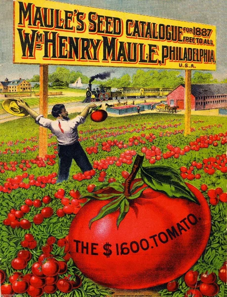 

New Vintage Retro Metal Tin Sign 1887 Tomato Vegetable Seed Outdoor Street & Home Bar Club Kitchen Restaurant Wall Art Decor