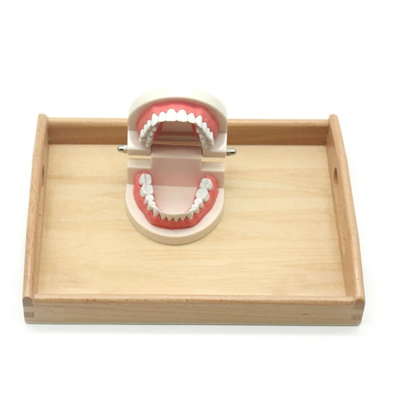 

Kids Sensory Toys Kindergarten Early Education Tooth Model English Card Tooth Cognition Model Brushing Teeth Exercise