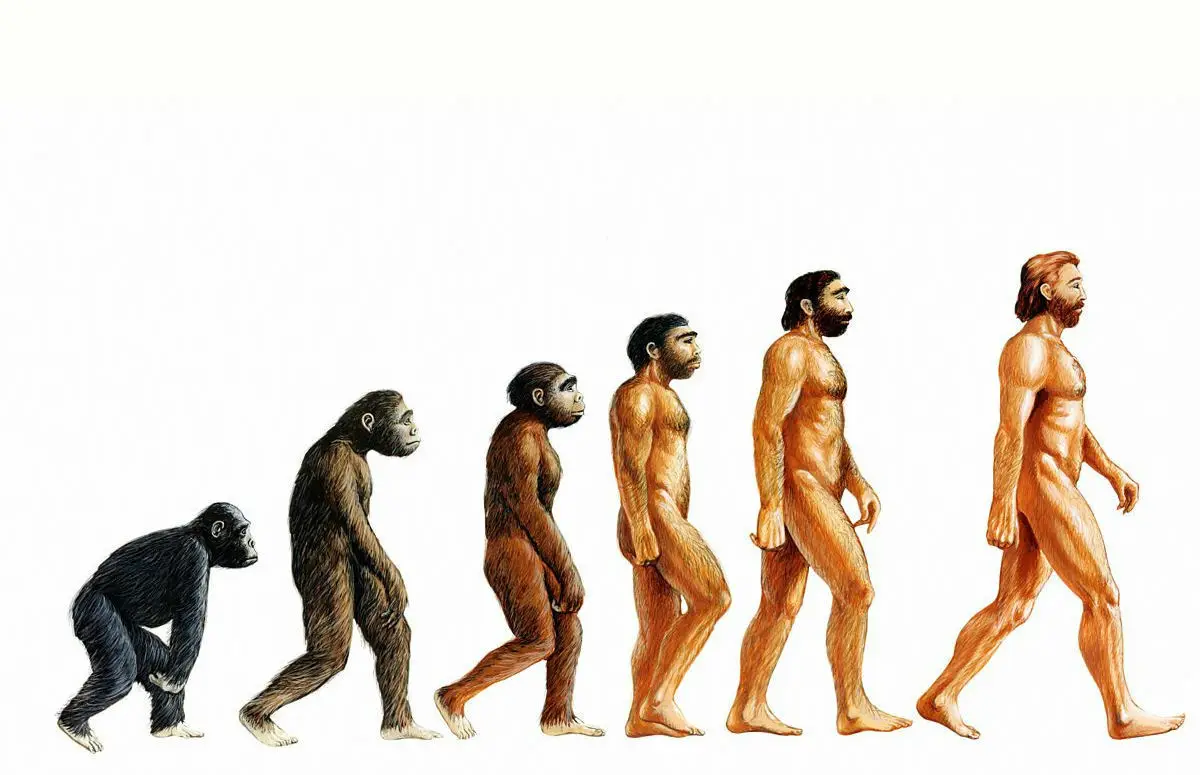 

The Evolution Of Homme Picture Art Silk Poster Print 24x36inch
