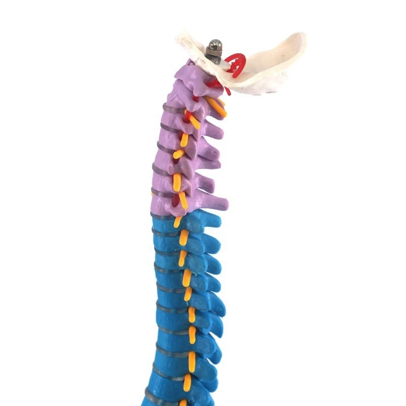 

NEW-45Cm with Pelvic Human Anatomical Anatomy Spine Spinal Column Model Teaching Resources for Students