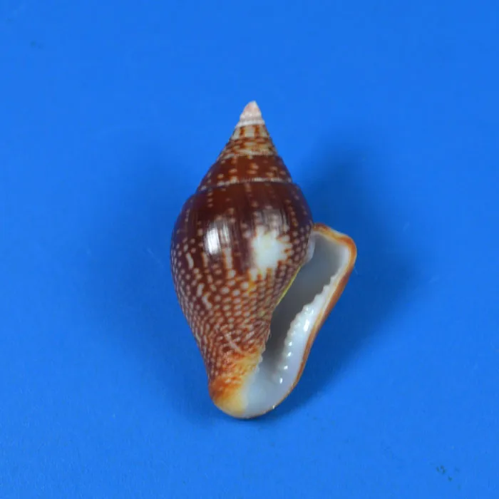 

2.5 cm Fat Waist Wheat Conch Natural Rare Conch Collection Home Decoration