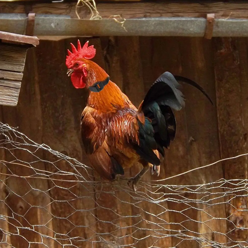 Ошейник для цыплят 2 шт. воротник без вороны петух ошейник птицы аксессуары фермы