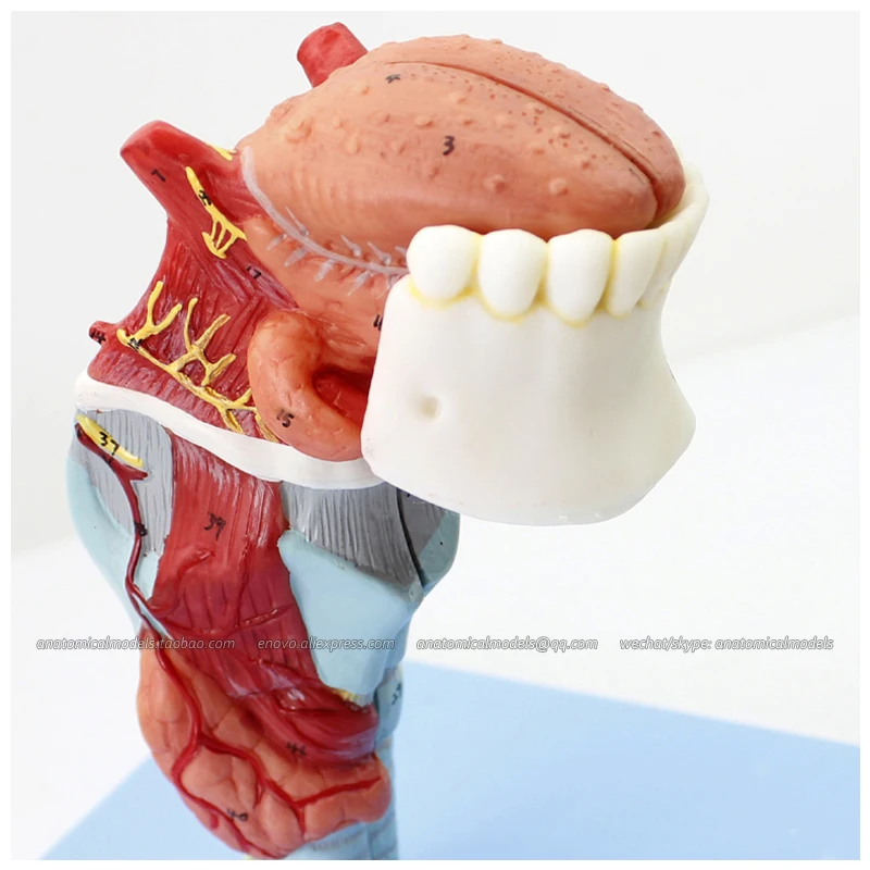 

CMAM/12506 Larynx with Toungue and Teeth, Human Respiratory System Medical Teaching Anatomical Model