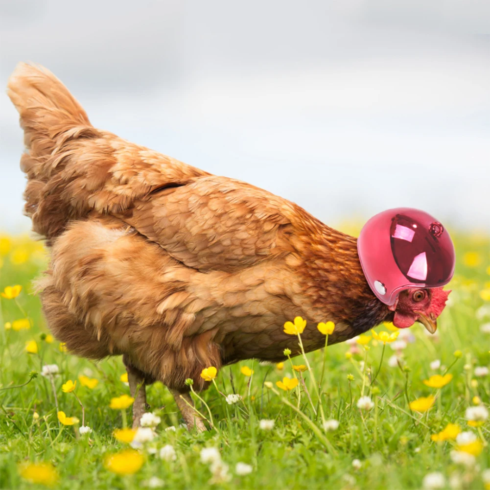 Креативный милый граффити куриный шлем маленький домашний питомец птица утка