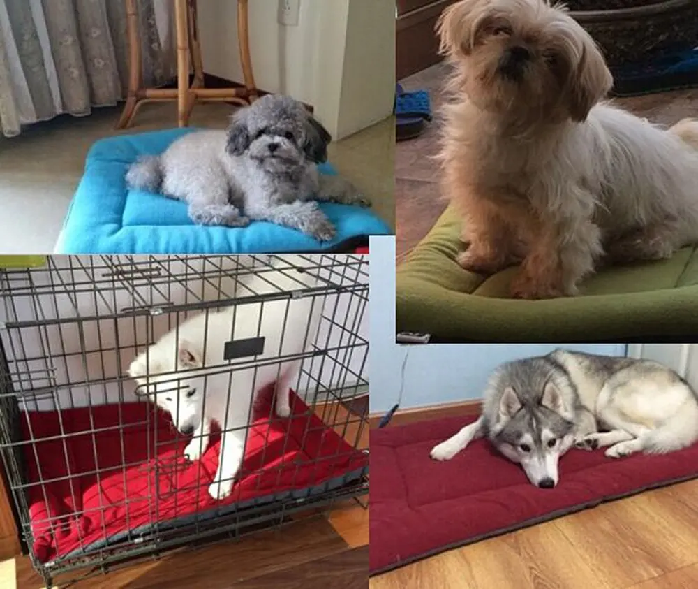 

Dog Bed Mat Warm Soft Fleece Washable House Sleeping Cushions For Small Medium Dogs Cats Pet Sofa Floor Mats Blanket Products