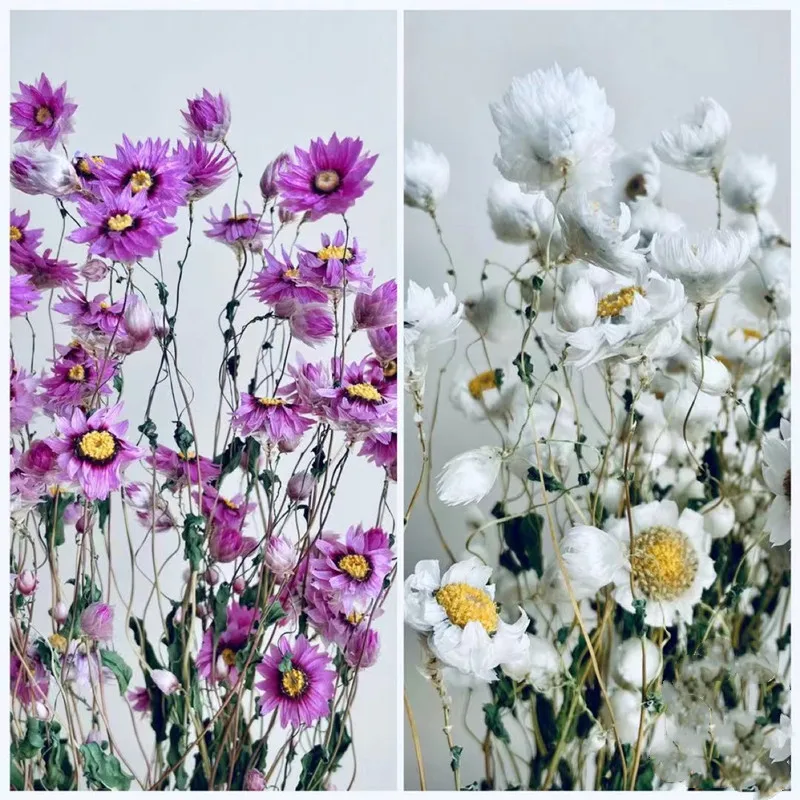 

Preserved Mini Natural Daisy Flower Fresh Eternell Floral Bunch Wedding Home Table Decoration Valentine's Day Gift
