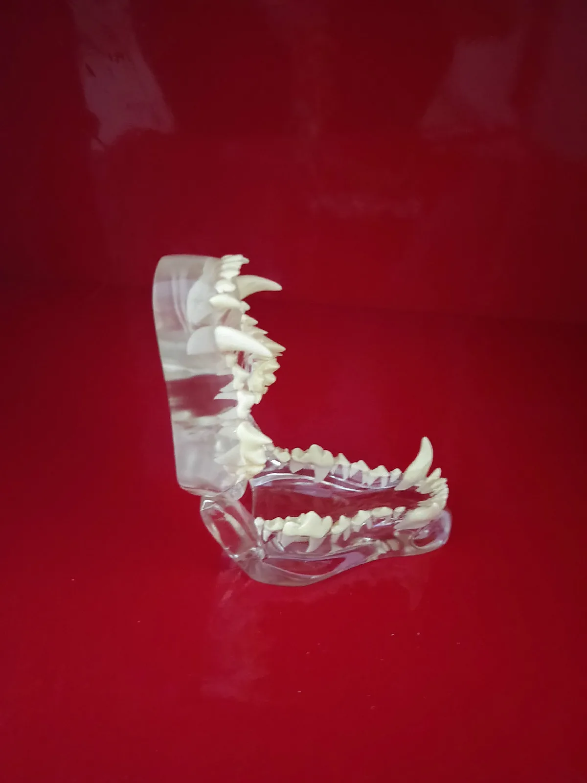 Transparent Resin Dog Anatomical Teeth Teaching Demonstration Veterinary Animal Skeleton Crystal Specimen Dentition Model |