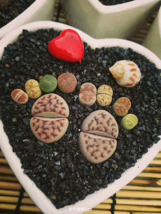 

Lithops DIY DECORATION Not Seeds Stones Artificial Exotic Plants Unusual Succulent FREE SHIPPING