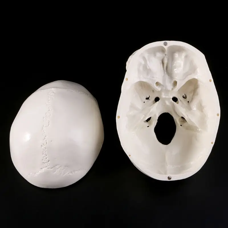 

594F Human Anatomical Anatomy Head Skeleton Skull Teaching Model School Supplies Study Tool
