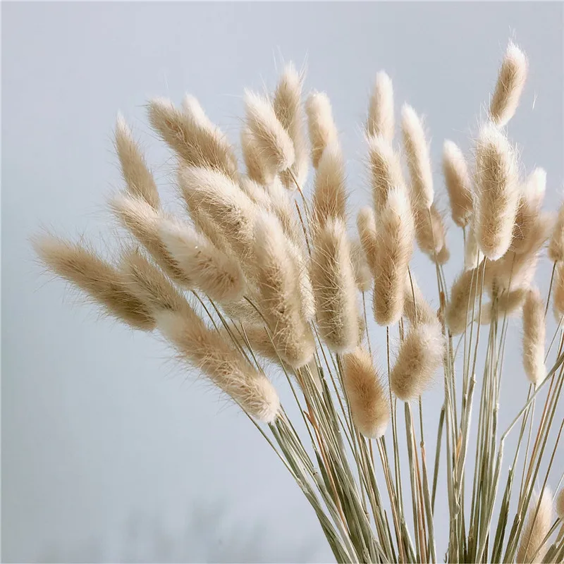 

100pcs Dried Rabbit Grass Bouquet Home Weeding Flower Bunny Tail Natural Plants Floral Home Decoration