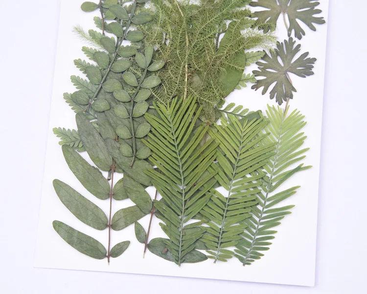 18pcs/bag Nature Pressed leaves petals Real green plant for DIY Art Craft Bookmark Wedding invitation Gift card Decoration | Дом и сад
