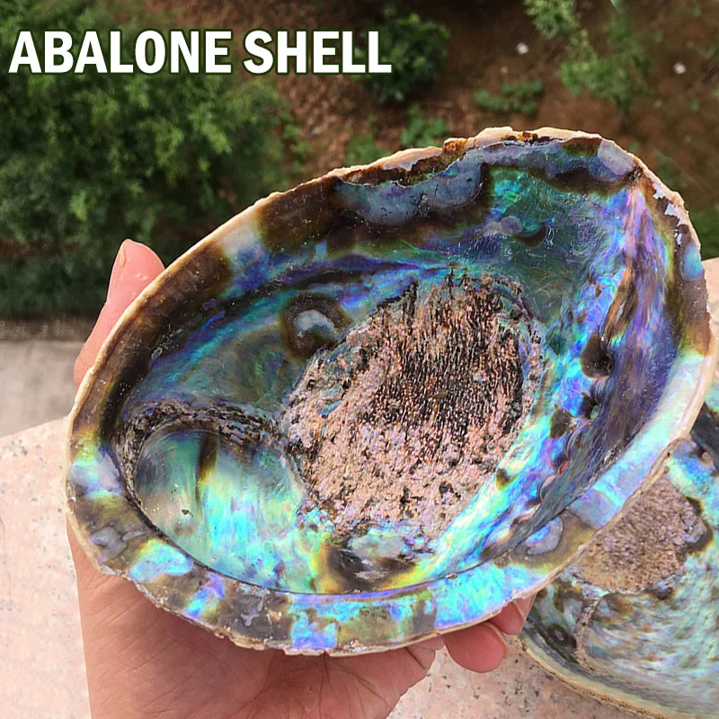 13-18 см натуральный Abalone Shell неполированный мыльница раковины творческие ювелирные изделия получает мыльница шалфей горшок для оформления дома подарок