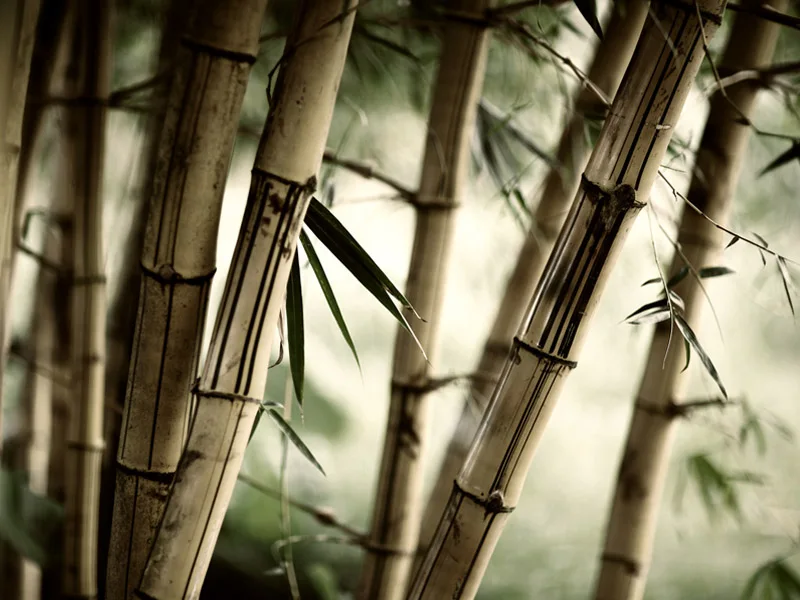 Бесплатная доставка настенные стикеры на заказ бамбуковый лес пейзаж фрески