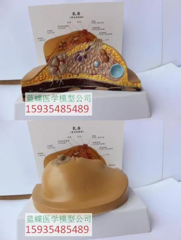 Анатомическая модель женской груди для беременности и кормления грудью