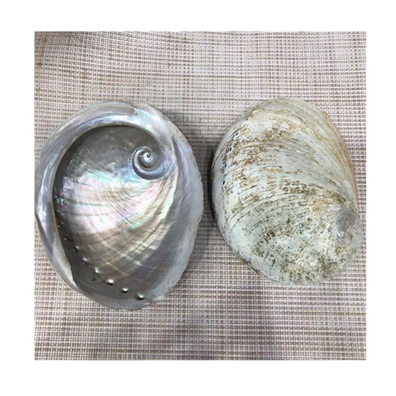 

Natural Crystal Ornaments Sage Holder Large Abalone Shell Specimen For Home Decor