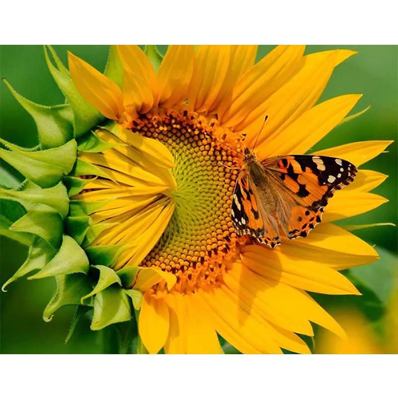 

Stocks Sunflower DIY 5D diamond painting sunflower butterly f diamond embroidery full rhinestones mosaic Hanging picture