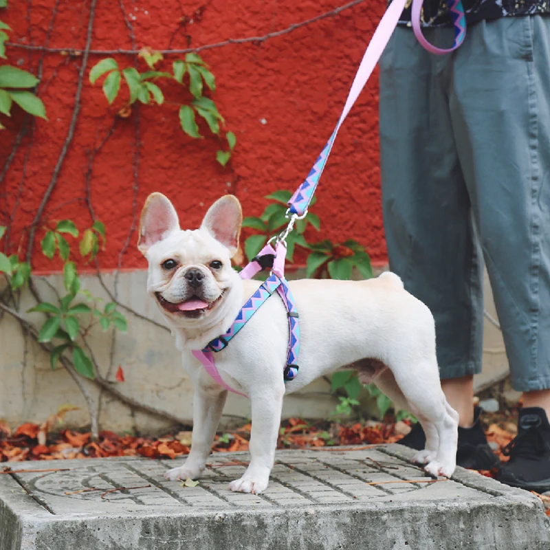 Поводок для собак серии Rainbow поводок с красочным принтом щенков малого и среднего