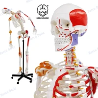 170cm skeleton model ligament mark muscle start and end bendable spine teaching bone setting gym yoga