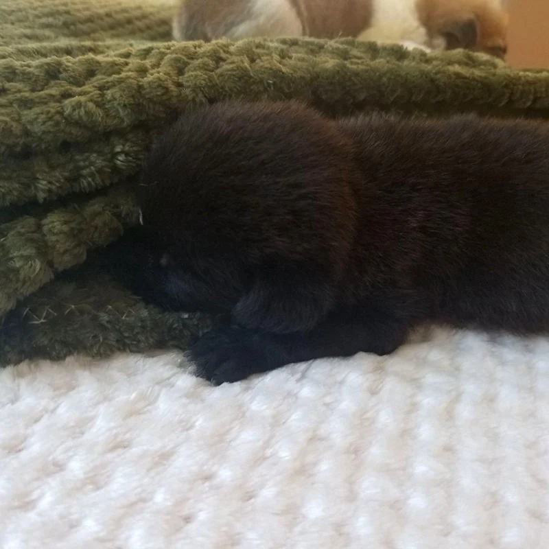 Мягкое одеяло для домашних животных зимняя кровать собак и кошек сетчатый теплый