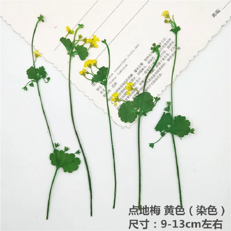 100 шт. прессованный высушенный проломник зонтичный цветочный гербарий для